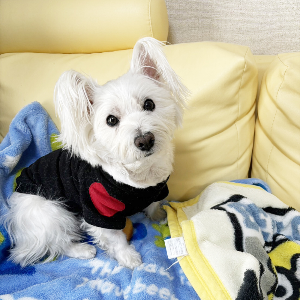 卒業犬ベラちゃんの近況♪